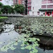 荷花，留給夏日。 哀傷，留給昨日。 餘溫，留給誰呢？ #台中市排假情侶 #同房換與不換都很好 #喜歡女女偶爾可以單男 #相信有緣分就會走在一起