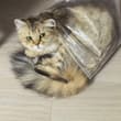 妹妹好喜欢玩躲猫猫～