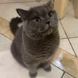 又见大胖猫