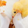 我的白袜子又脏又湿。我该怎么喂这只鸡？My white socks is dirty and wet. How should I feed this chic…