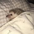 🛏