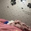 粉红色的烈火鸟