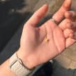 最喜欢桂花味