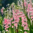 lily of the valley