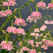 lily of the valley