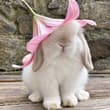 cute bunny with flower hat 🌸