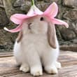 cute bunny with flower hat 🌸