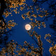 the moon is beautiful
