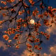 the moon is beautiful