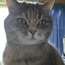 今日は暑かったにゃ はやく涼しくなってほしいにゃ！