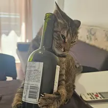 Photo posted by Punch Cat (@PunchingCat)