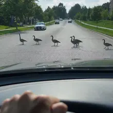 这是真路霸