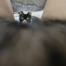 想念我的猫
