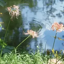 四时风景｜杭州植物园石蒜 Four Seasons' Beauty｜Lycoris in Hangzhou Botanical Garden #植物园里的四季…