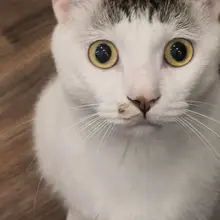美萌啊