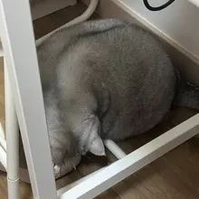 不要啃我的高跟鞋😾