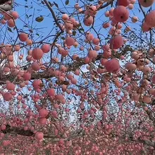 苹果这么无聊的水果，竟然有这么神仙的树？