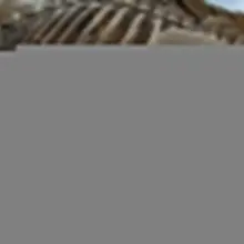 冷知识：穿山甲的舌头不是长在嘴里，而是长在肚子里….
