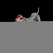 #R18 #育む揺り籠の卵 #TheCradleOfNurturedEggs 新しい敵ゾンビ犬の3Dモデルです。 痩せ細り歪んだ体で腐敗の気配を放つ。頭部には…