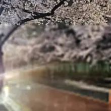 밤마실 나갔다가 밤벚꽃이 이뻐서 찰칵~ 나이들면 꽃사진만 찍는다더니 ㅎㅎㅎ 아... 사진첩에 쌓여만 가는 꽃사진들 😶😶