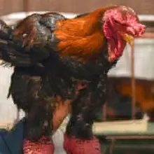 "베트남 부자들의 별미! 동타오 닭을 아시나요?".. "동타오 닭 (Dong Tao Chicken)".. 일명 "드래곤 치킨(Dragon Ch…