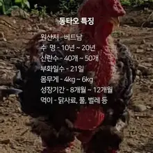 "베트남 부자들의 별미! 동타오 닭을 아시나요?".. "동타오 닭 (Dong Tao Chicken)".. 일명 "드래곤 치킨(Dragon Ch…