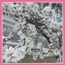 차가운 공기가 물러가고 따뜻한 온기가 느껴질때쯤 피는 꽃들 속 벚꽃의 만개한 꽃봉오리 . 그 향기와 함께 아무리 무딘 사람도 기분이 몽글몽글…