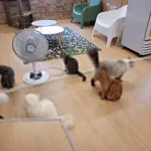 고양이는 귀엽다