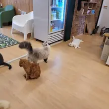 고양이는 귀엽다