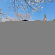 久しぶりに投稿 🌸見に