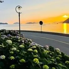 수국축제 거제도 대구 사람바글