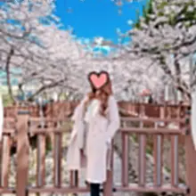 진해 벚꽃이요??