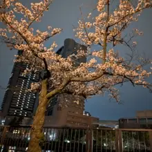 深夜の健全お花見☺