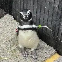 よっ!と手を挙げて挨拶しているみたいなこうめ🐧