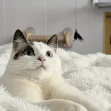 来月经大流血 猫猫从肚子上 蹬过去感觉像 只爆浆大番茄