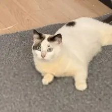 美女