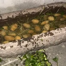 沉浸式在猪槽里种铜钱草