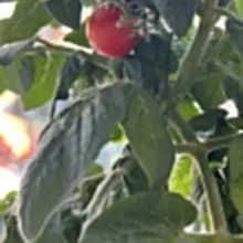 精心养了5个月的小柿子终于有了第一个成熟的红红的果实，老母亲的欣慰，我终于不再是养什么都只长叶不结果的了🥹