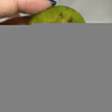 哇塞这次买的无花果好好吃啊，终于也让我遇到屁股流蜜的无花果了😋有蜜的果然很甜很有味😋
