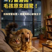 ⛈️ Thunder and lightning make most cats and dogs anxious. Besides making the sp…