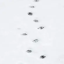 故宫初雪