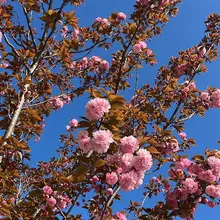 这个花也开了