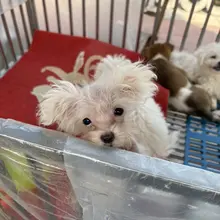 特别萌的一只。。。。但是不能带你回家。。。。希望看在你这么萌的份上你的主人会对你好点吧😭
