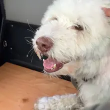 A dog that went missing after an avalanche in Alaska was found alive more than…
