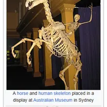 This is the current image used on Wikipedia to illustrate the word “skeleton”