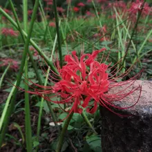 追彼岸花的一天 因為九月底瘋狂下雨真的懶惰跑那麼遠 所以就錯過了滿開的時期 不過還是很漂亮