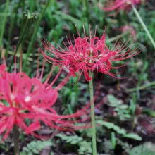 追彼岸花的一天 因為九月底瘋狂下雨真的懶惰跑那麼遠 所以就錯過了滿開的時期 不過還是很漂亮