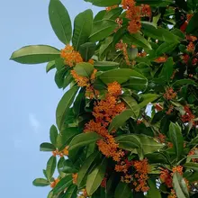 又是一年秋天…