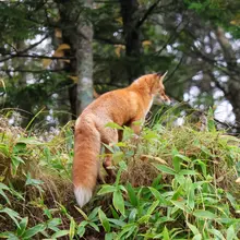怎么有这么可爱的小狐狸🦊