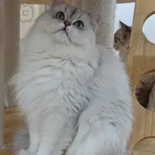好想养小猫